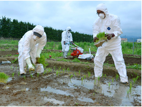 planting rice to test the soil in fukushima