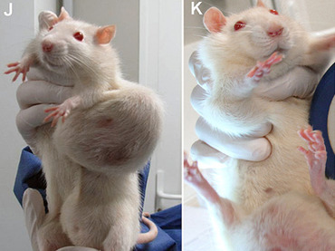 rats from a study on Monsanto GMO corn suffering from tumors